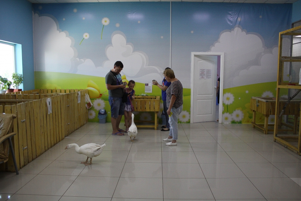 Трогательный мини-зоопарк "Цыпа"