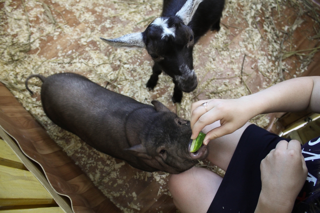 Трогательный мини-зоопарк "Цыпа"