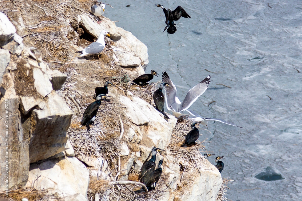 Морские птицы на Байкале