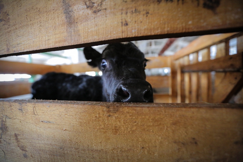 Животноводы ЕАО избавляются от скота и птицы Балашов Антон, PrimaMedia