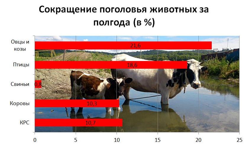 Сокращение поголовья в первом полугодии
