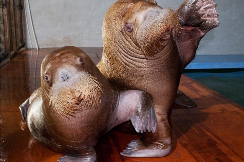 Моржата Мира и Фаня пресс-служба Приморского океанариума