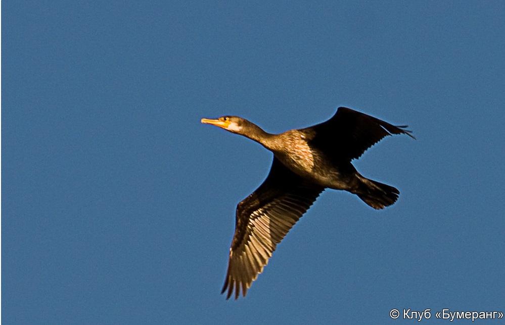 "Западное побережье"