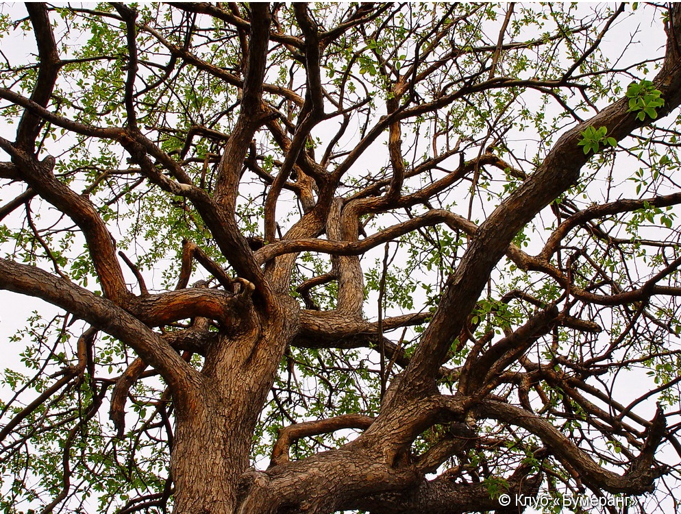 "Западное побережье"