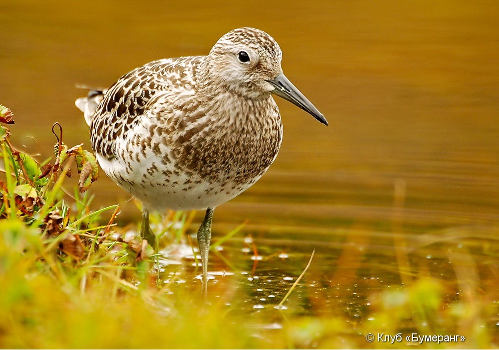 "Западное побережье"