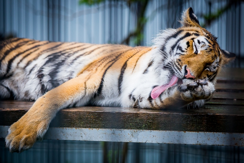 Зоосад &quotПриамурский&quot приглашает хабаровчан на Международный день тигра   Балашов Антон, PrimaMedia
