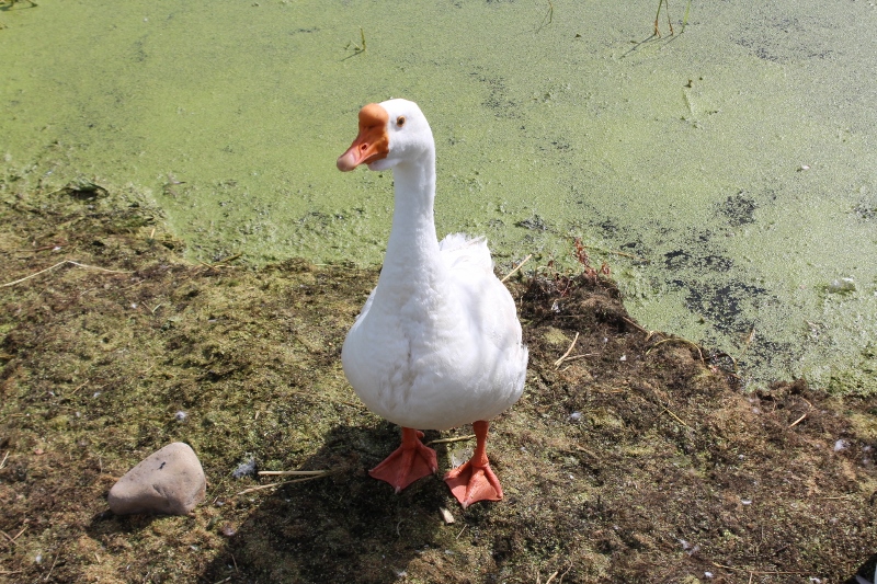 Неделя с YakutiaMedia: Центр мамонта, &quotпрописка&quot уток на Щорса, эссер поддержит коммуниста Нюргуяна Иванова