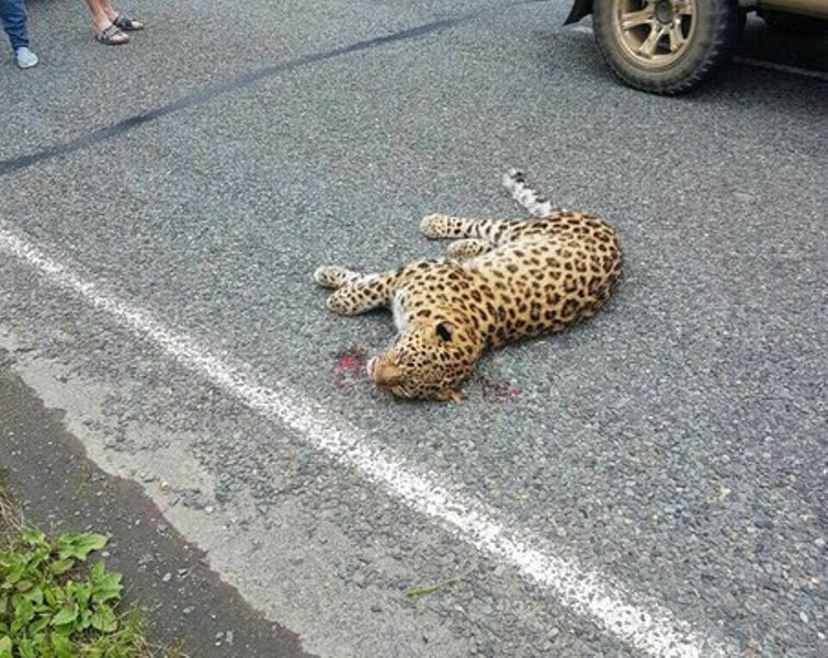 Попавший под колеса  леопард dps_vl