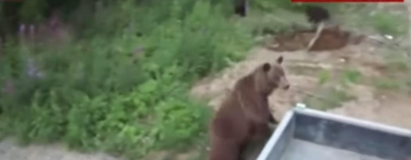 медведица напала на людей Из Соцсетей