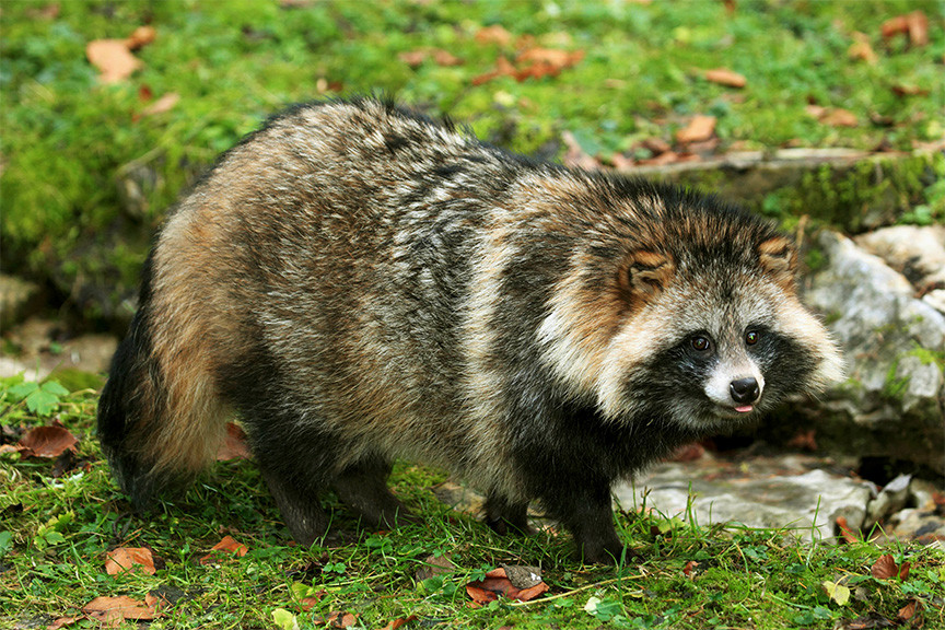 Енотовидная собака Пресс-служба Иркутского детского контактного зоопарка
