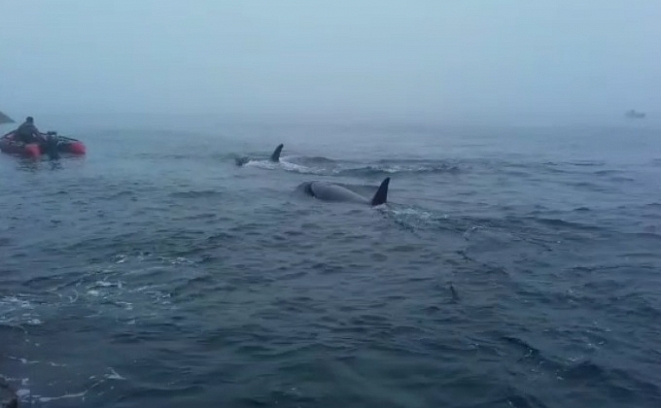 Косатки Из социальных сетей