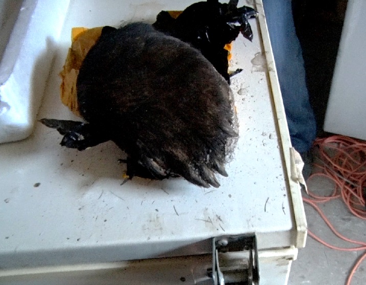 Лапы медведя, шкурки норки, нефрит и бивни мамонта пытались провезти из Хабаровска в КНР Пресс-служба Хабаровской таможни