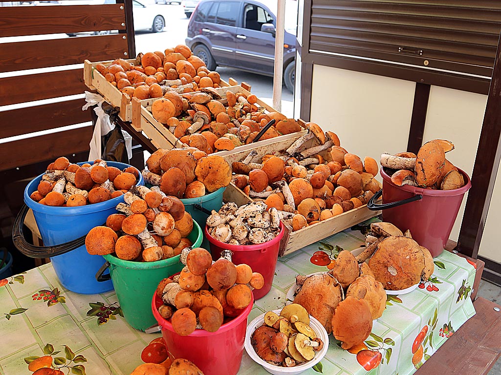 Грибы Оленникова Мария, IrkutskMedia