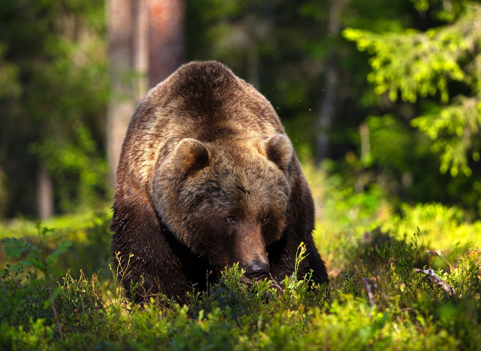 Следы медведя обнаружены возле села Хорула Якутии Из Интернета