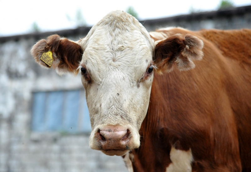 Корова Гуршал Юрий, SakhalinMediа