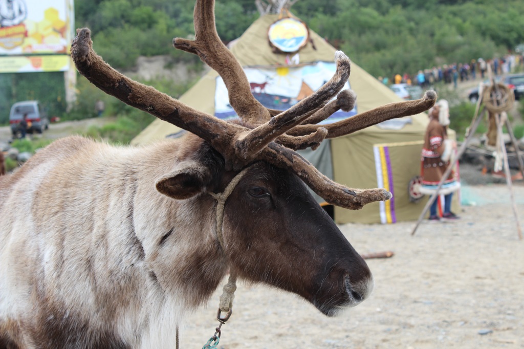 Олень Юлия Чухломина