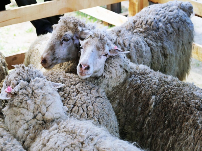 Животные Оленникова Мария, IrkutskMedia