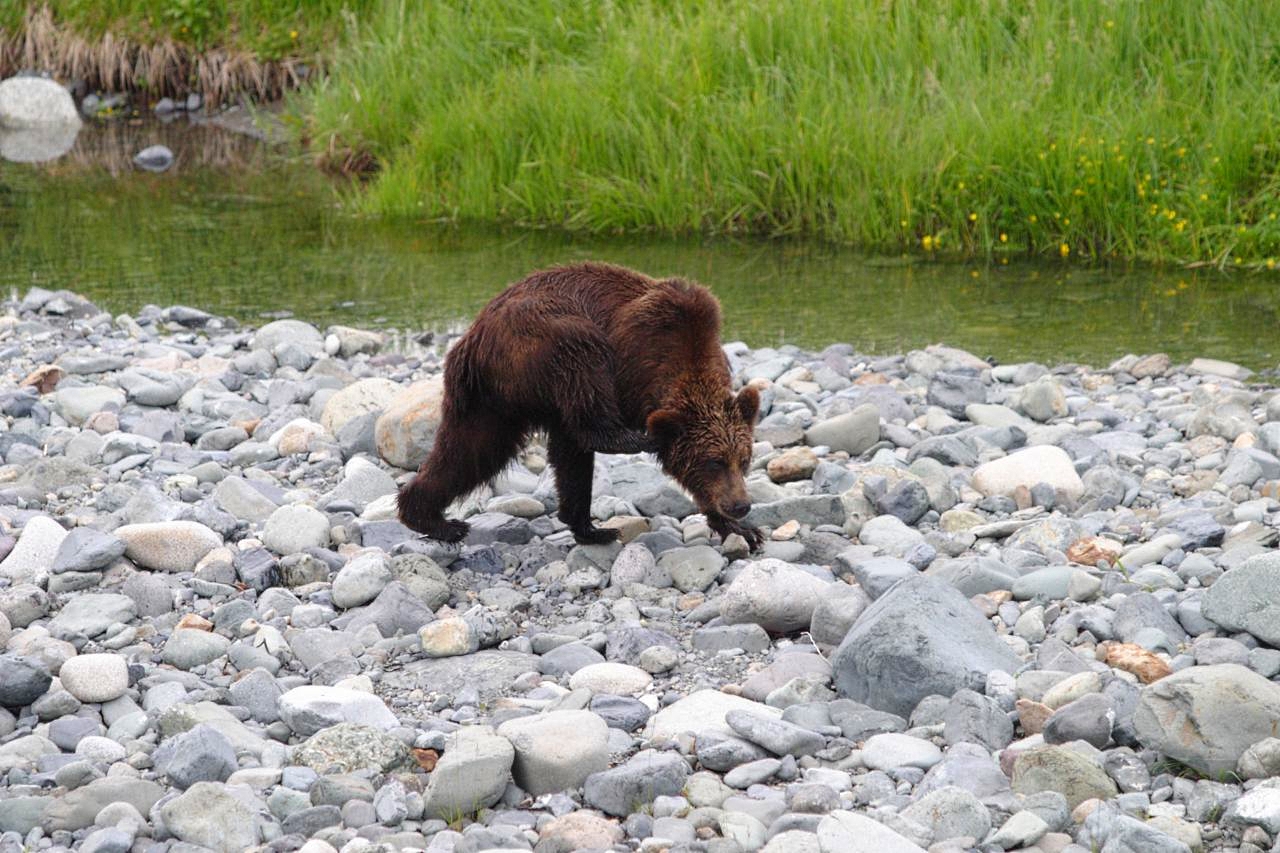Медведь ИА MagadanMedia