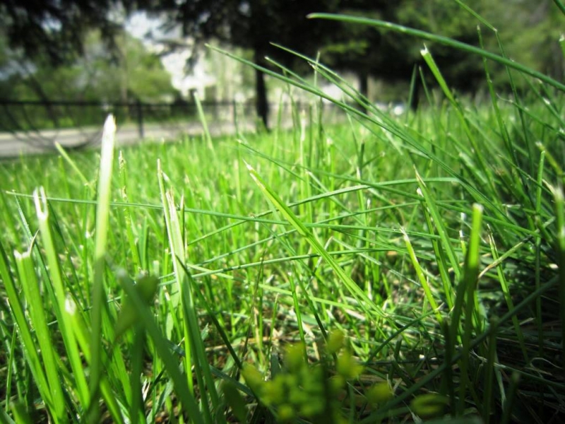 Газон Баграновская Наталья, EAOmedia