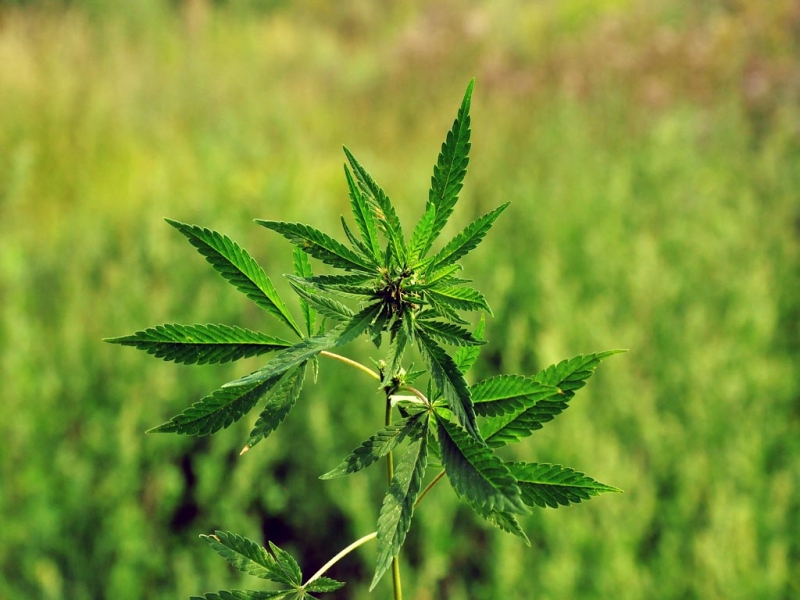 Куст конопли Мария Оленникова, ИА IrkutskMedia