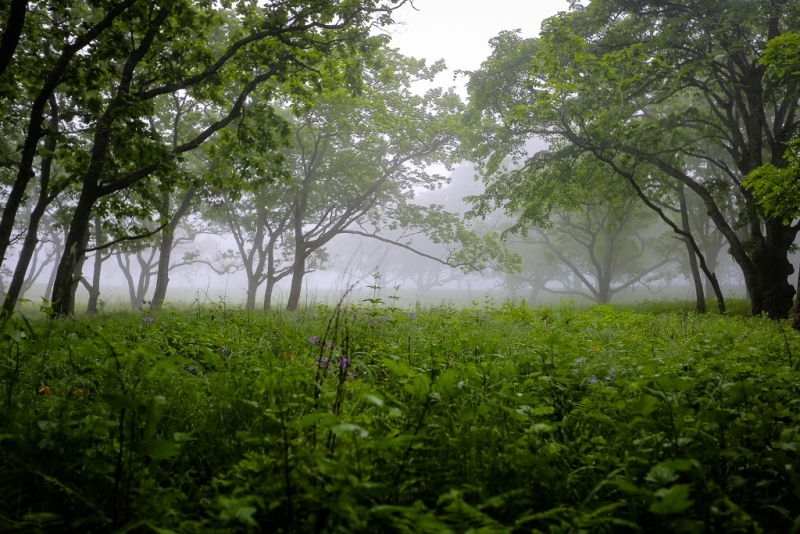 Пасмурная погода Балашов Антон, PrimaMedia