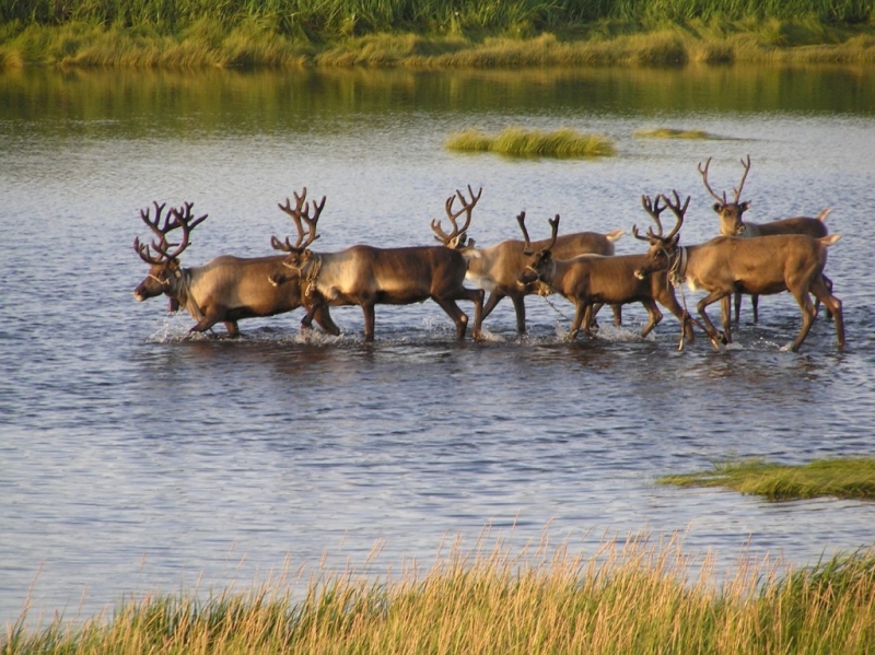 Массовый падеж оленей зафиксировали на Ямале