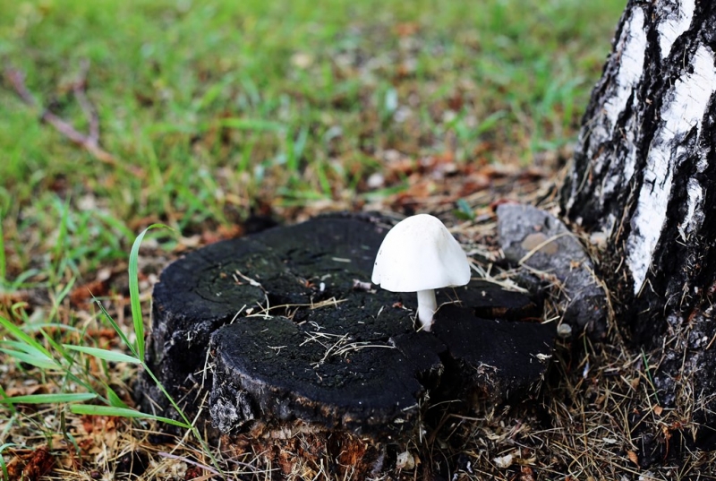 Лес  Оленникова Мария, IrkutskMedia