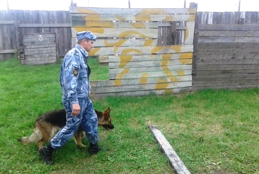 Соревнования &quotносов и зубов&quot выявили лучшие кинологические подразделения УФСИН ЕАО пресс-служба УФСИН по ЕАО