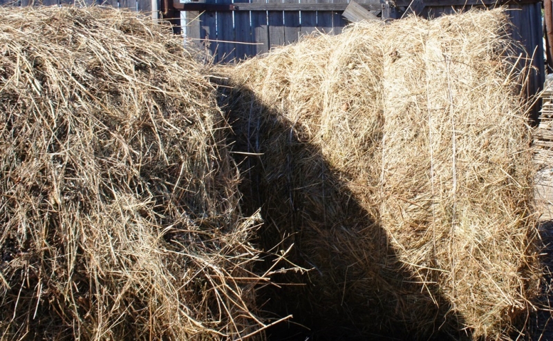 Власти Якутии рассматривают вопрос о закупке кормов в Амурской области  Баграновская Наталья, EAOmedia