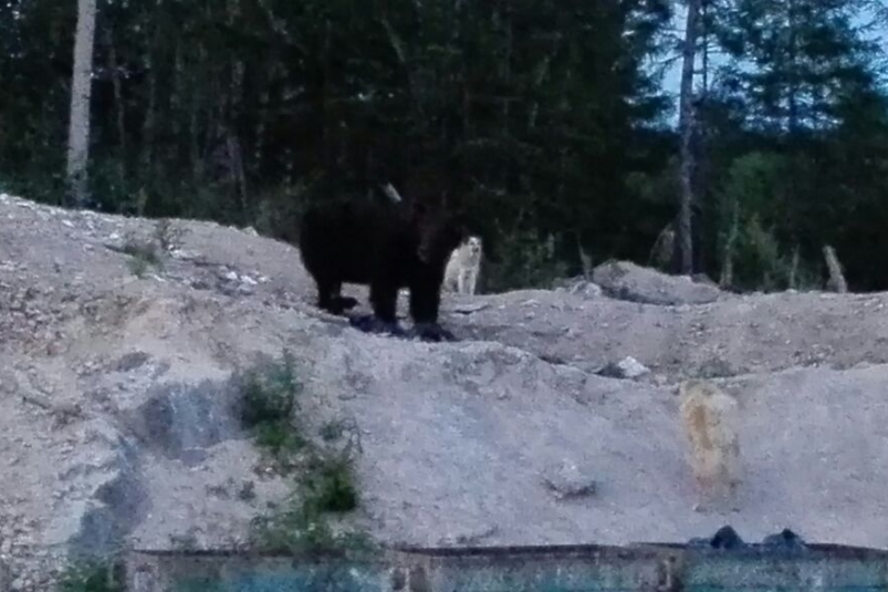 Доверчивого медведя-лакомку хладнокровно расстреляли на руднике в Хабаровском крае