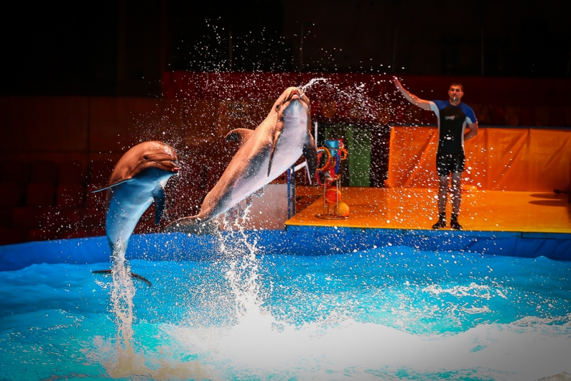 Цирк на воде представит новую программу Балашов Антон, PrimaMedia