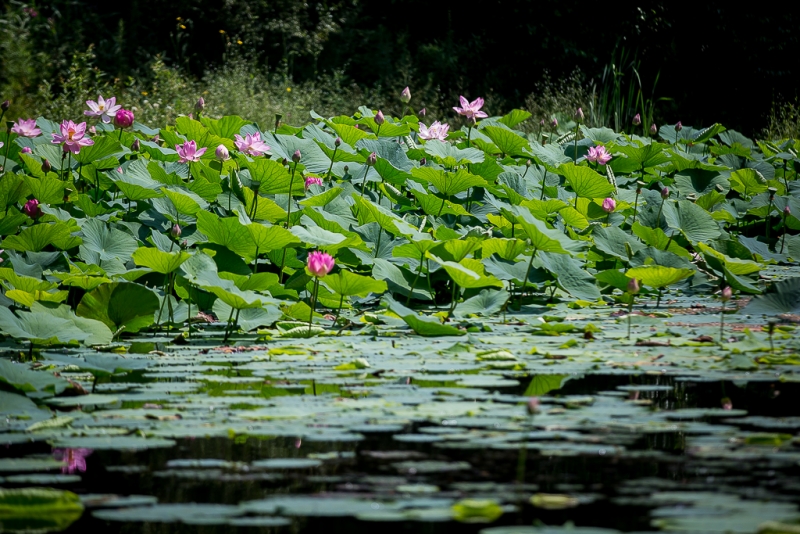 Ясная погода сохранится в течении недели Балашов Антон, PrimaMedia