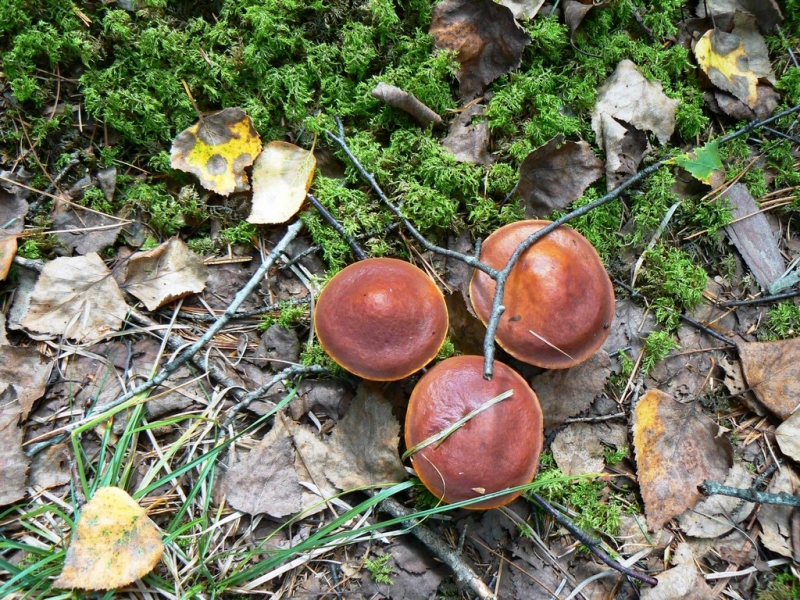 Пенсионерка ушла за грибами и заблудилась в лесу Хабаровского района Кокарева Варвара, PrimaMedia