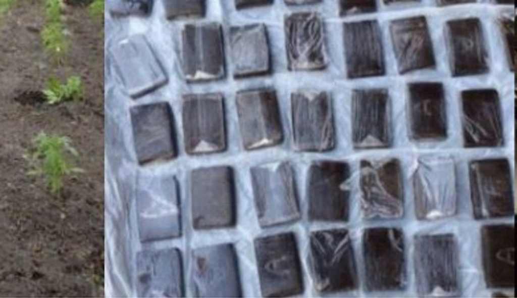 Почти 50 га конопли скосили в Заларинском районе Иркутской области по инициативе полиции