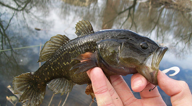 Бычки Пресс-служба Охотского территориального управления Росрыболовства