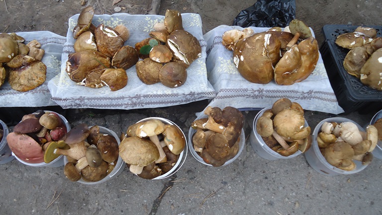 Неопознанные грибные трофеи продаются на улицах Хабаровска
