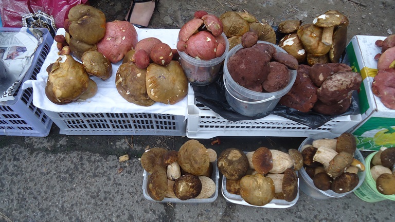 Неопознанные грибные трофеи продаются на улицах Хабаровска