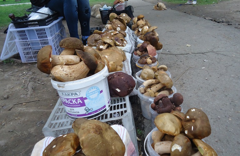 Неопознанные грибные трофеи продаются на улицах Хабаровска Корр. ИА AmurMedia