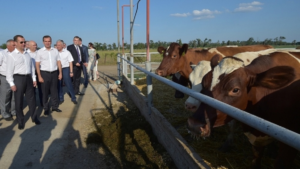 Как это было - премьер на Кубани узнал, что песни Стаса Михайлова увеличивают надои КРС Пресс-служба администрации Краснодарского края