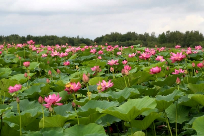 Озеро лотосов в Хабаровском крае 