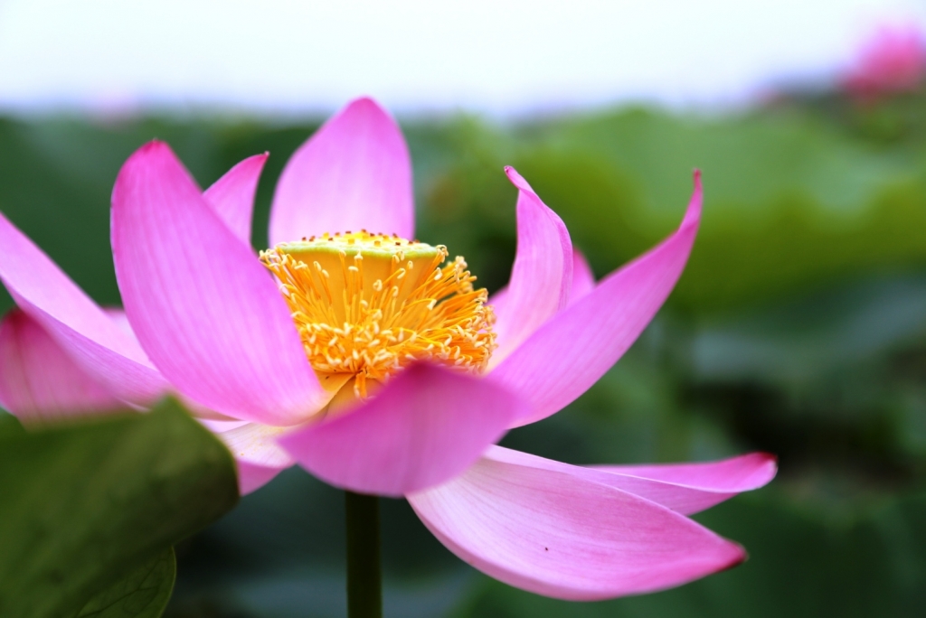 Озеро лотосов в Хабаровском крае