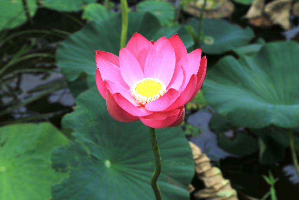 Озеро лотосов в Хабаровском крае