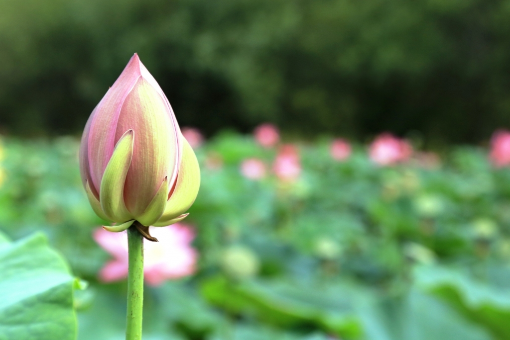 Озеро лотосов в Хабаровском крае