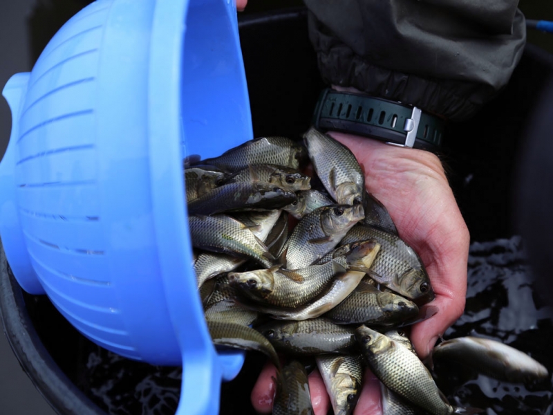 Рыба Оленникова Мария, IrkutskMedia