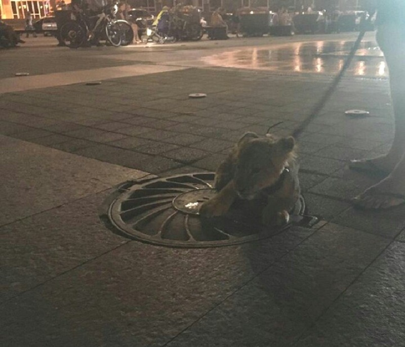 Дама и хищник: маленького львенка выгуливали в Краснодаре возле Театра Драмы Группа &quotТипичный Краснодар&quot &quotВКонтакте&quot new.vk.com/typical_krd