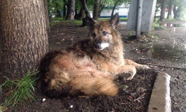 Комсомольский &quotХатико&quot  фото с сайта &quotГородские заметки&quot http://citykms.ru