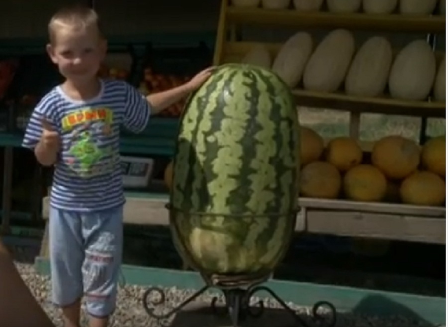 Арбуз-гигант весом 53 кг вырастил фермер из Краснодара