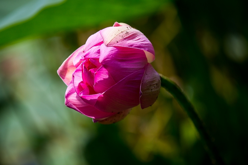 Выходные в Хабаровске обещают быть без дождей Балашов Антон, PrimaMedia