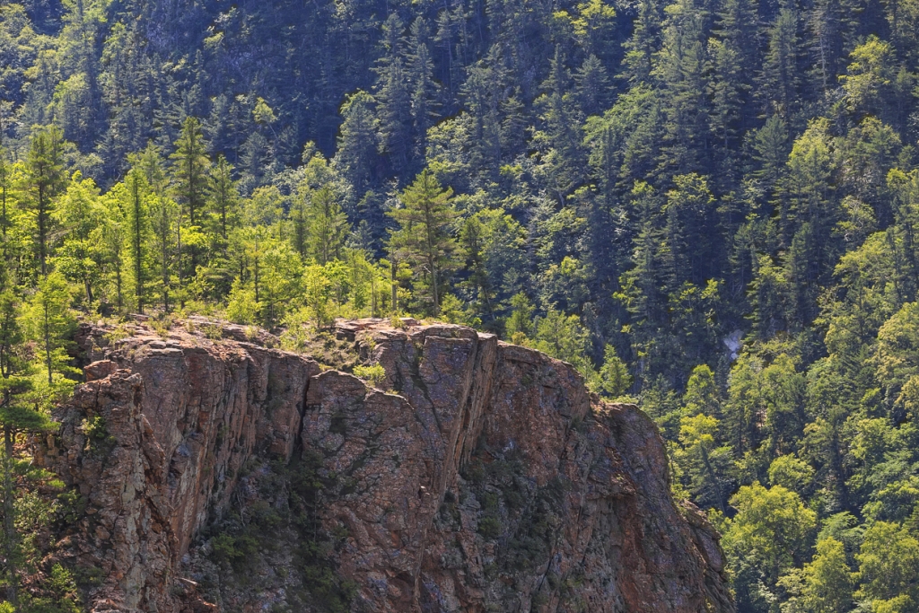 Лес и скалы