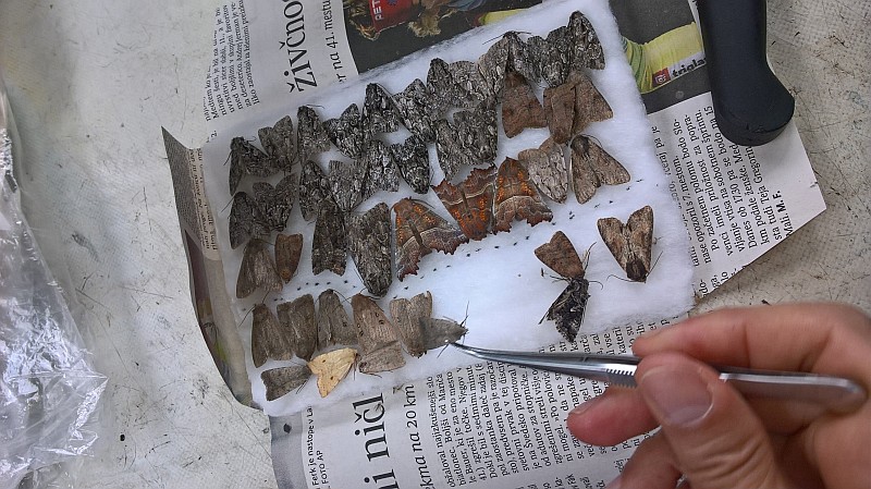 Бабочки Николай Тридрих